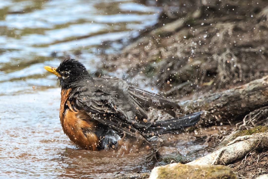 Photo mud bath