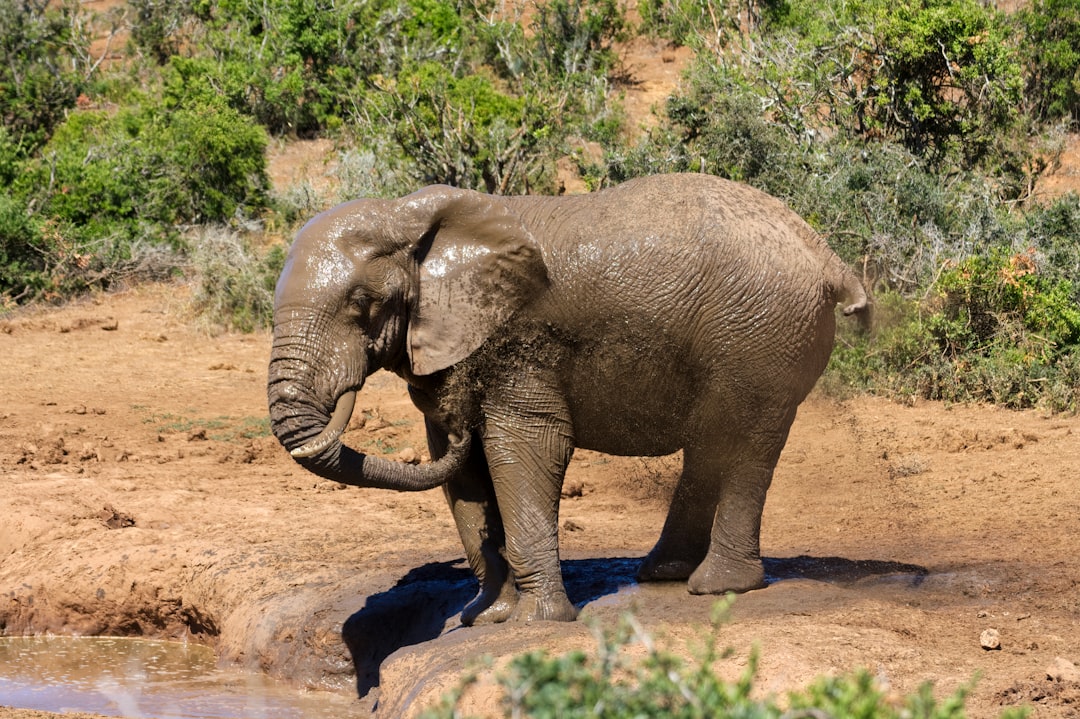 Photo mud bath